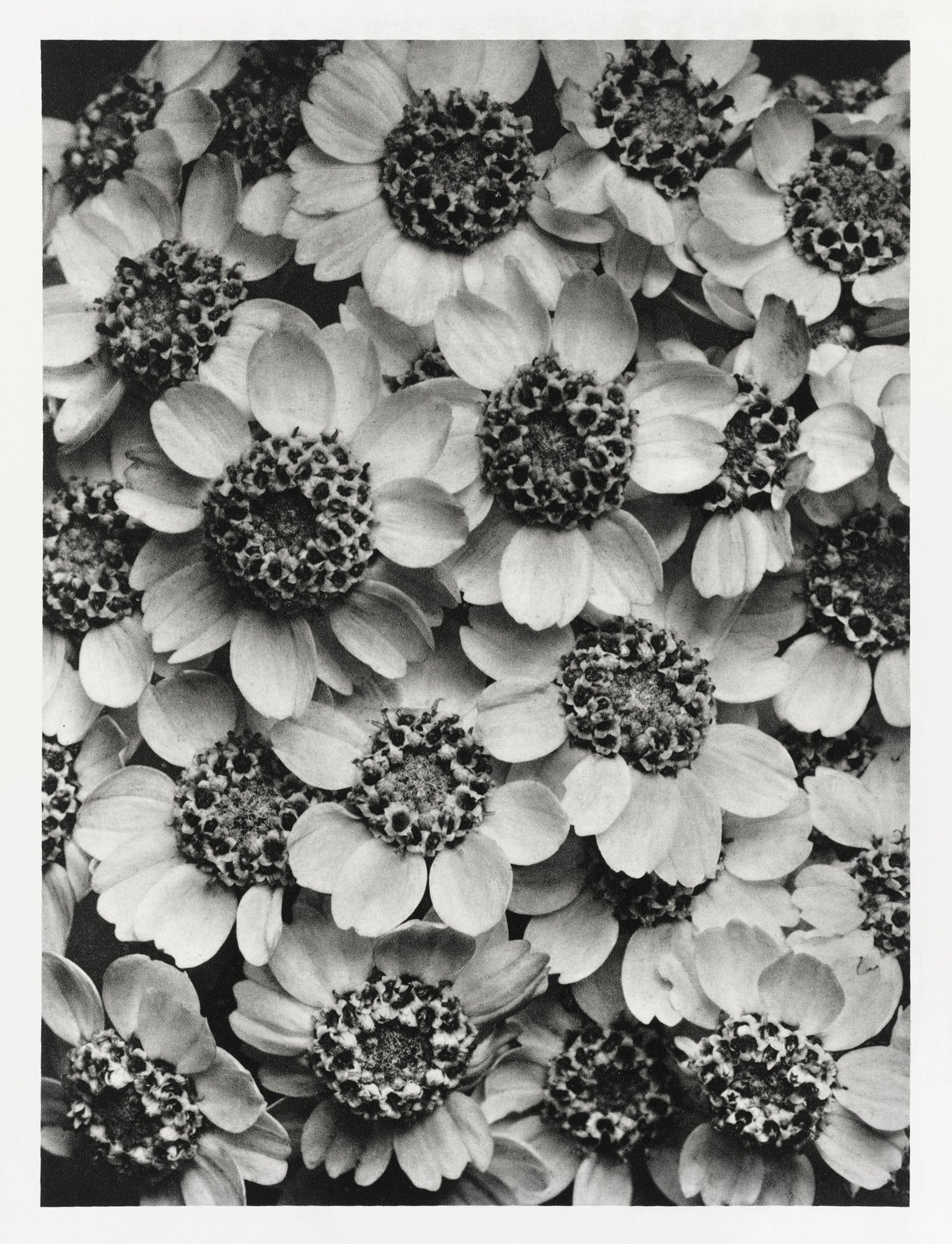 Női ujjatlan magasnyakú body (Karl Blossfeldt - Achillea Clypeolata)