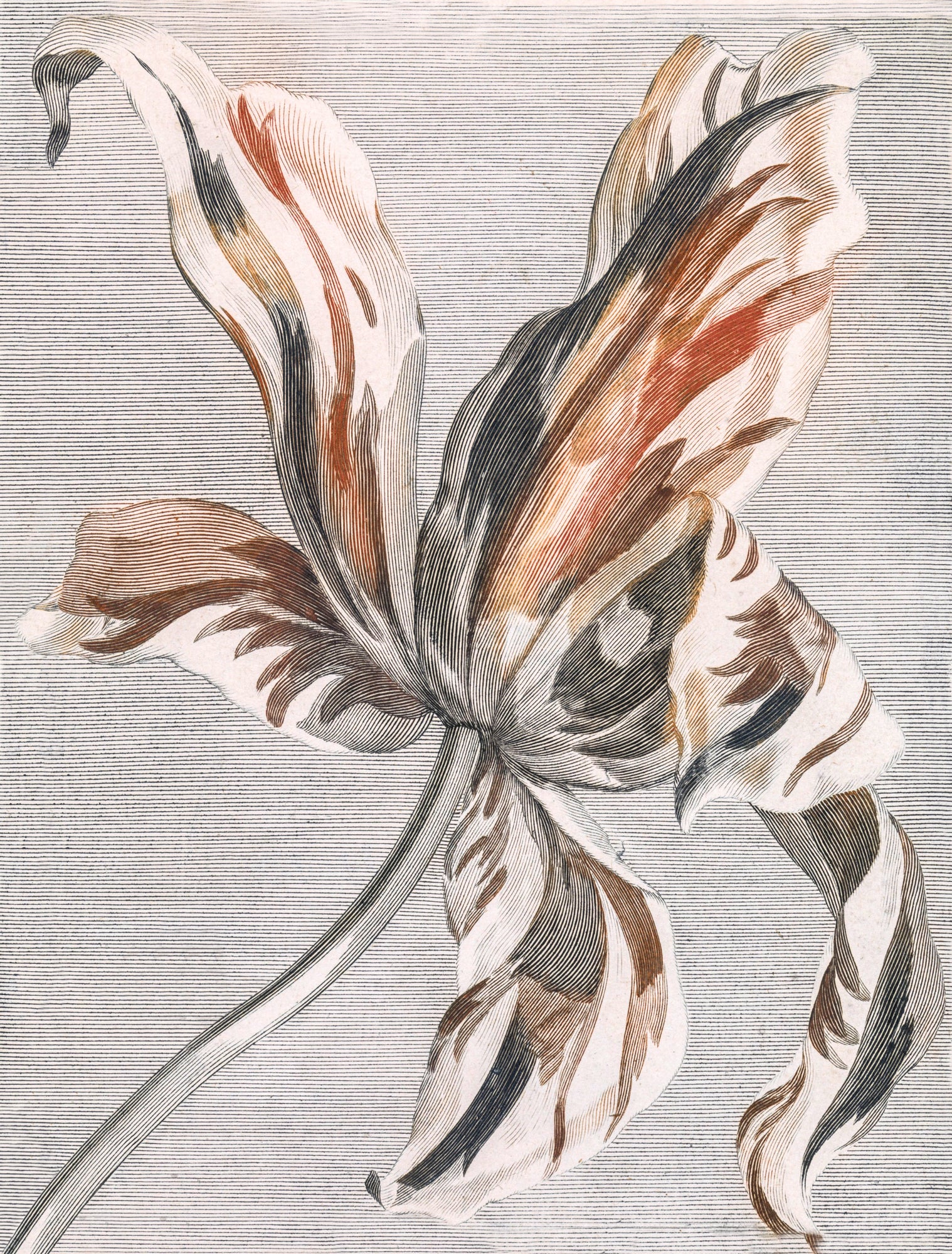 Hosszú női ruha (Johan Teyler - Print in three colours, of a tulip)