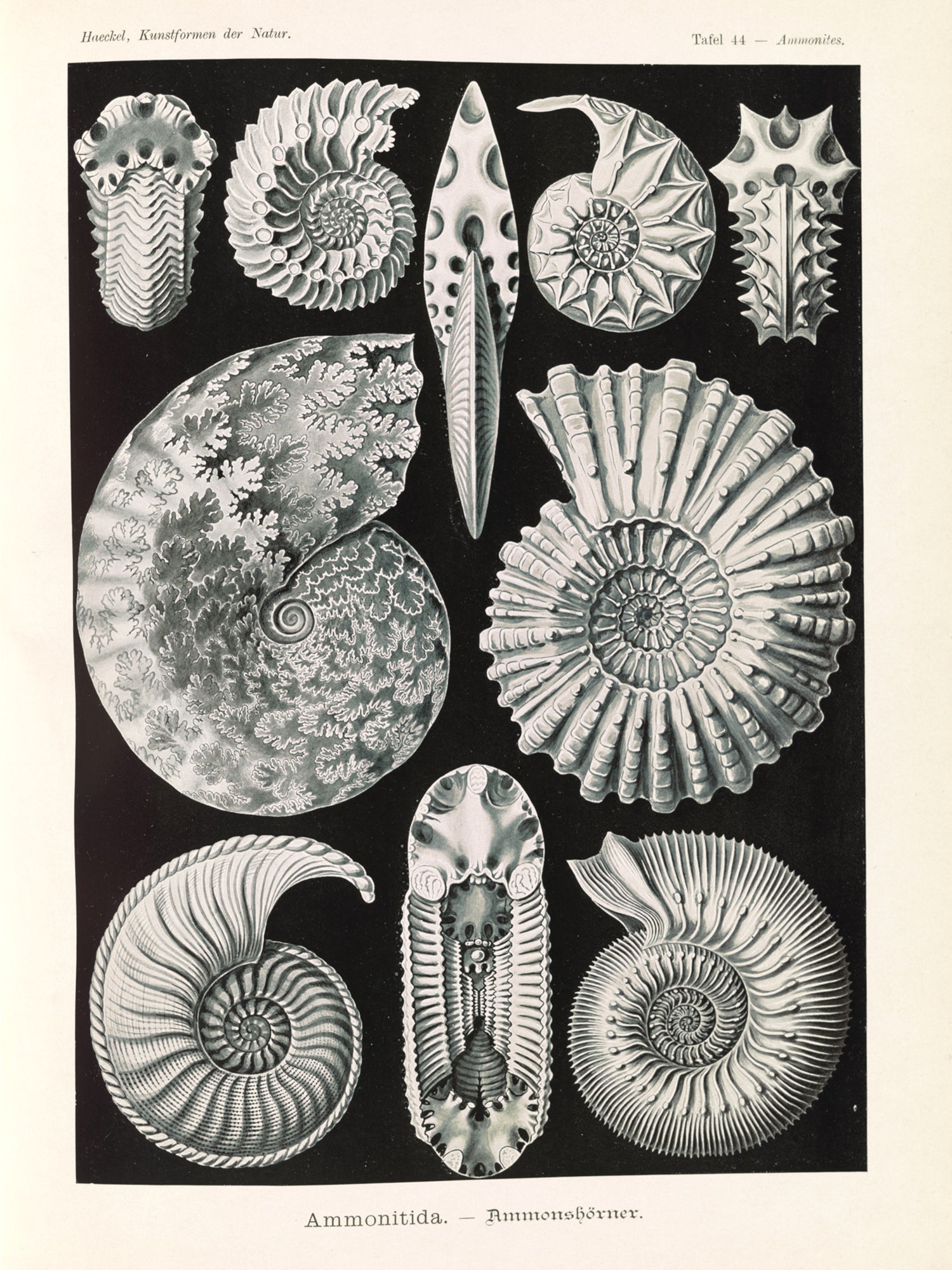 Polár takaró (Ernst Haeckel - Extinct Fossil Ammonites, Ammonitida)