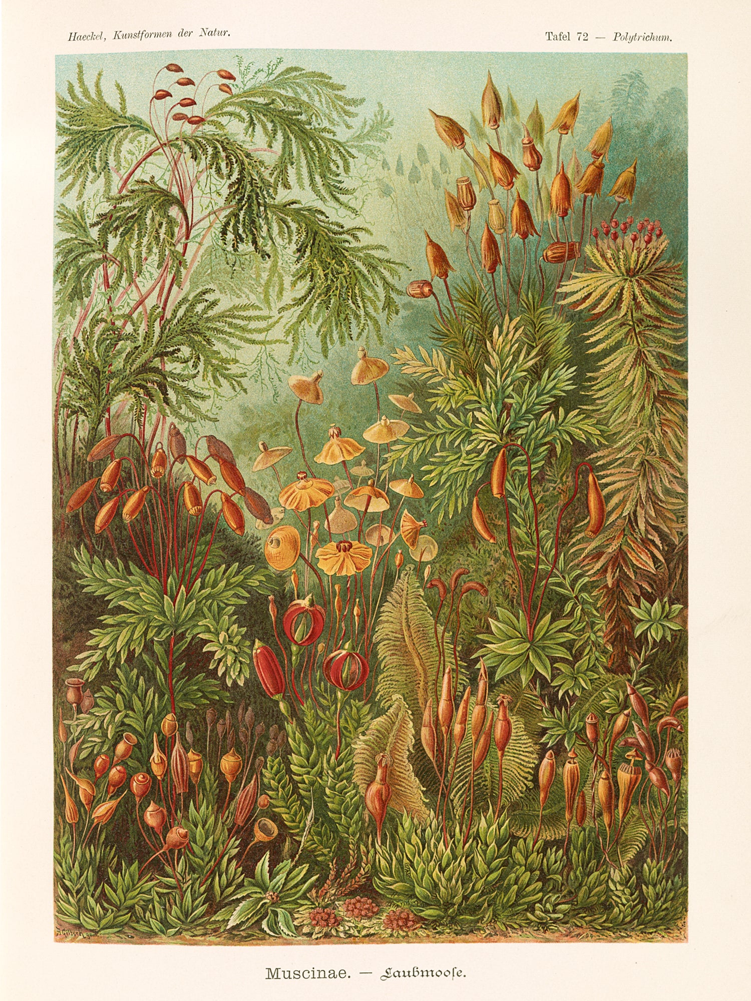 Polár takaró (Ernst Haeckel - Mosses, Muscinae)