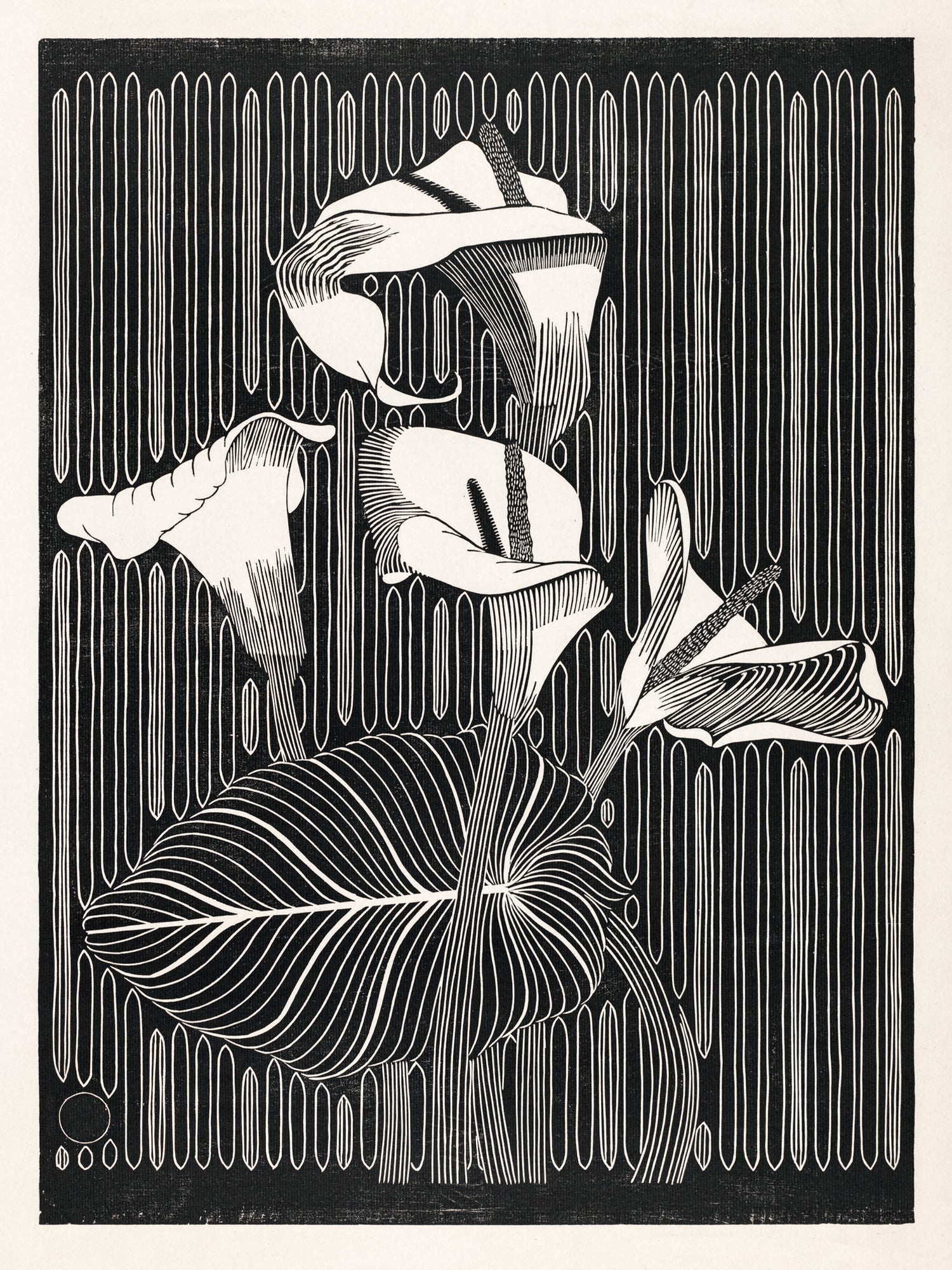 Polár takaró (Samuel Jessurun de Mesquita - Calla Lilies)
