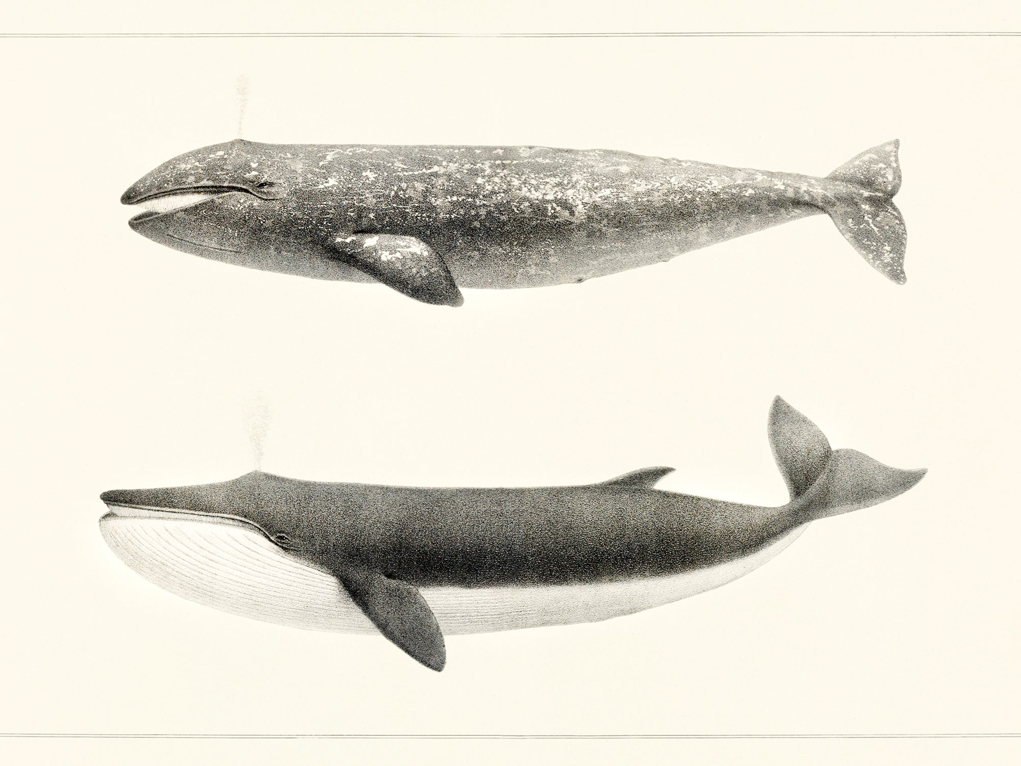 Polár takaró (Charles Melville Scammon - Whale comparison)