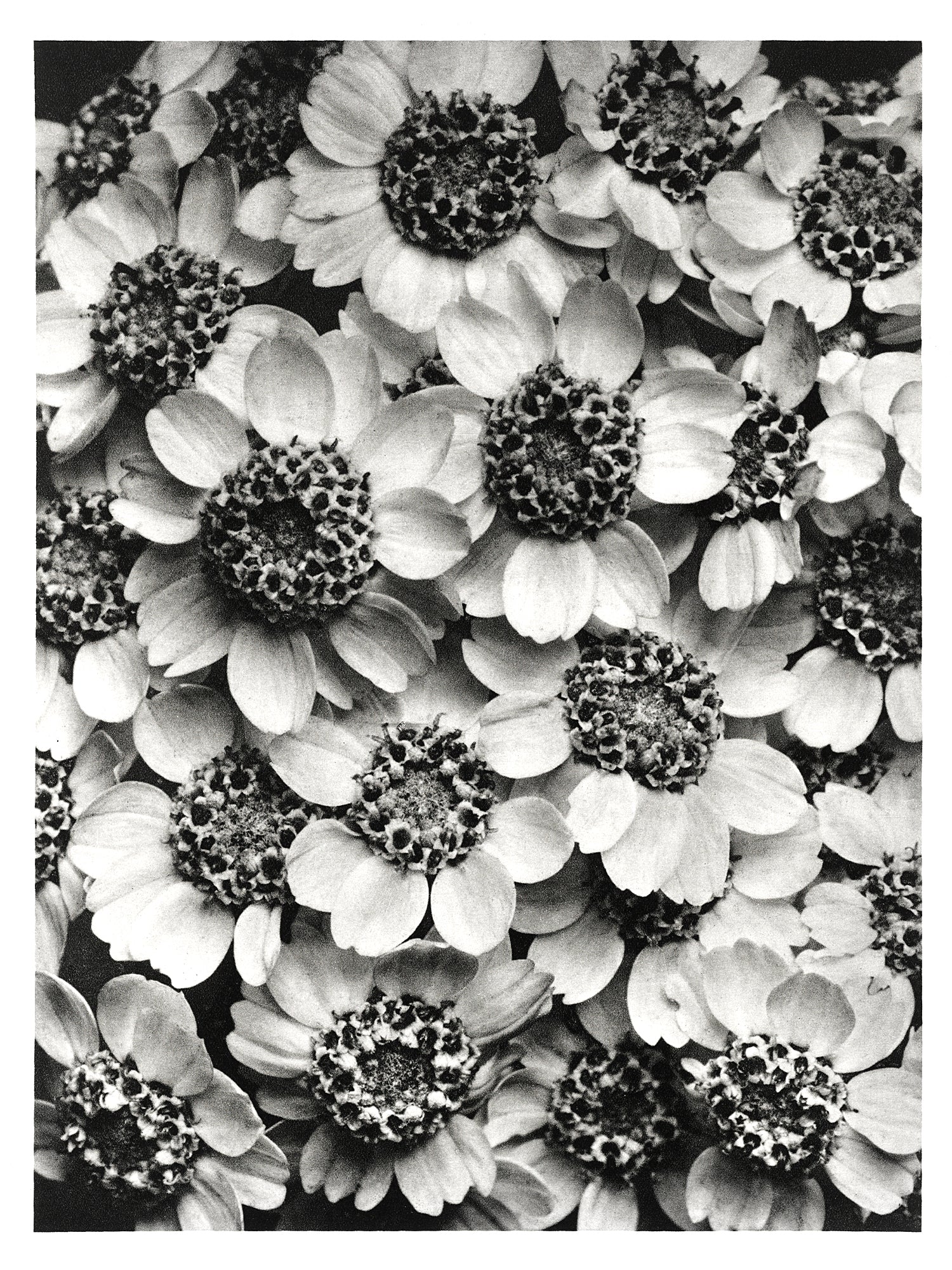 Polár takaró (Karl Blossfeldt - Achillea Clypeolata)