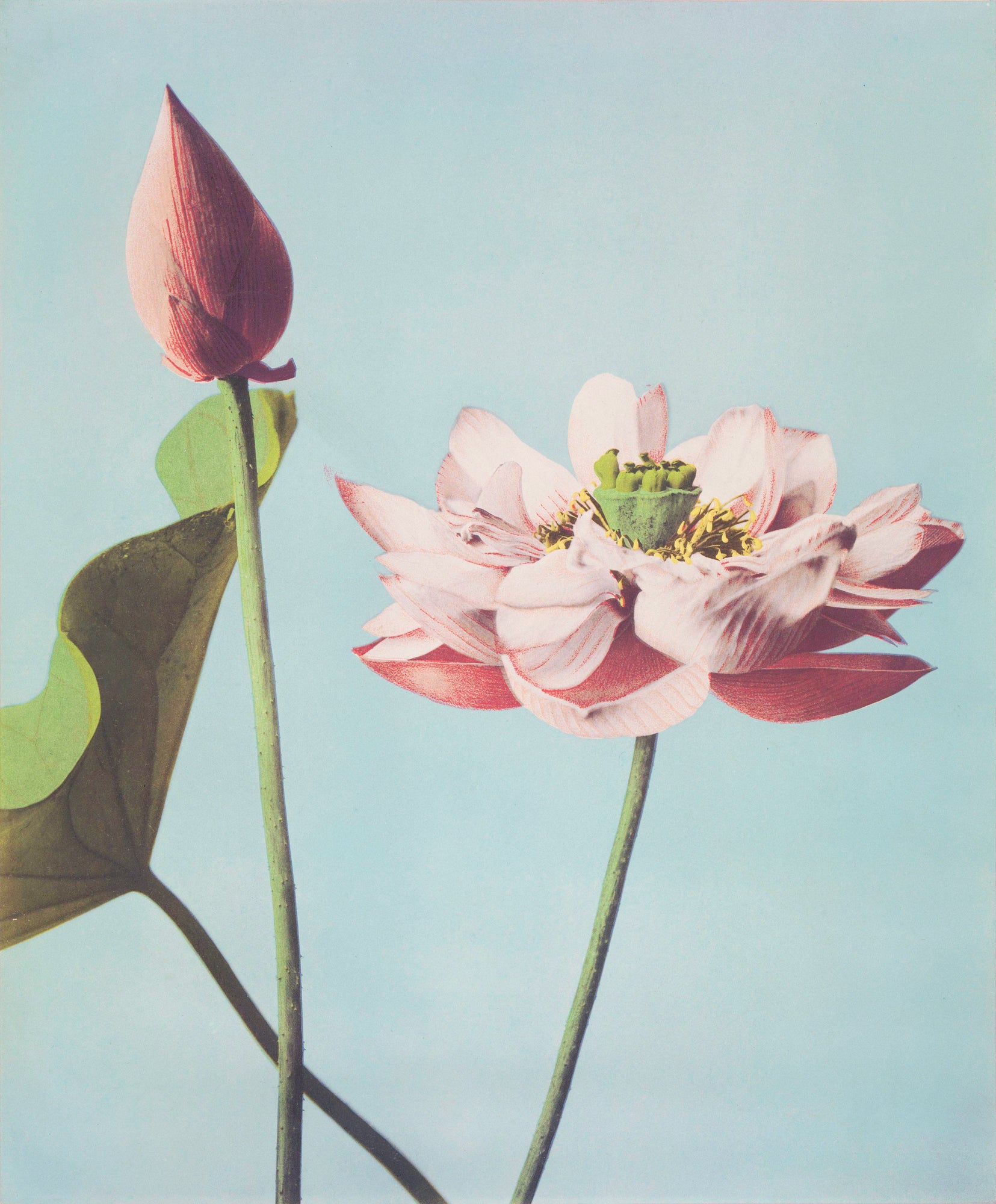Női trikó (Ogawa Kazumasa - Lotus Flowers)