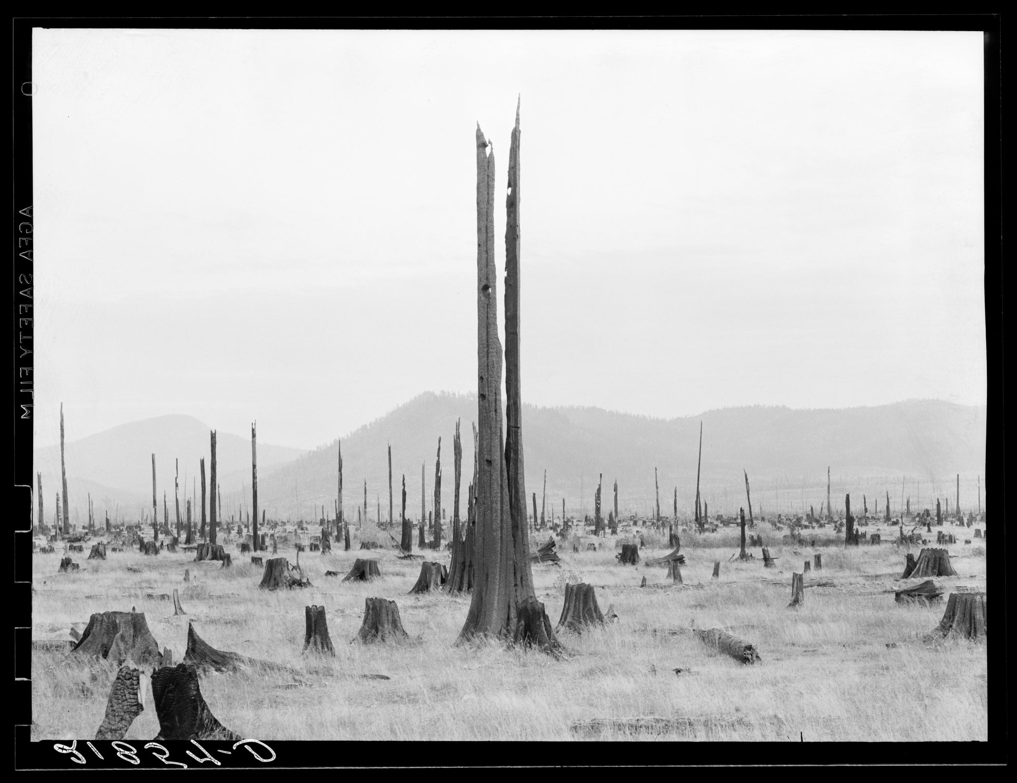Női trikó (Dorothea Lange - Stumpy Valley)
