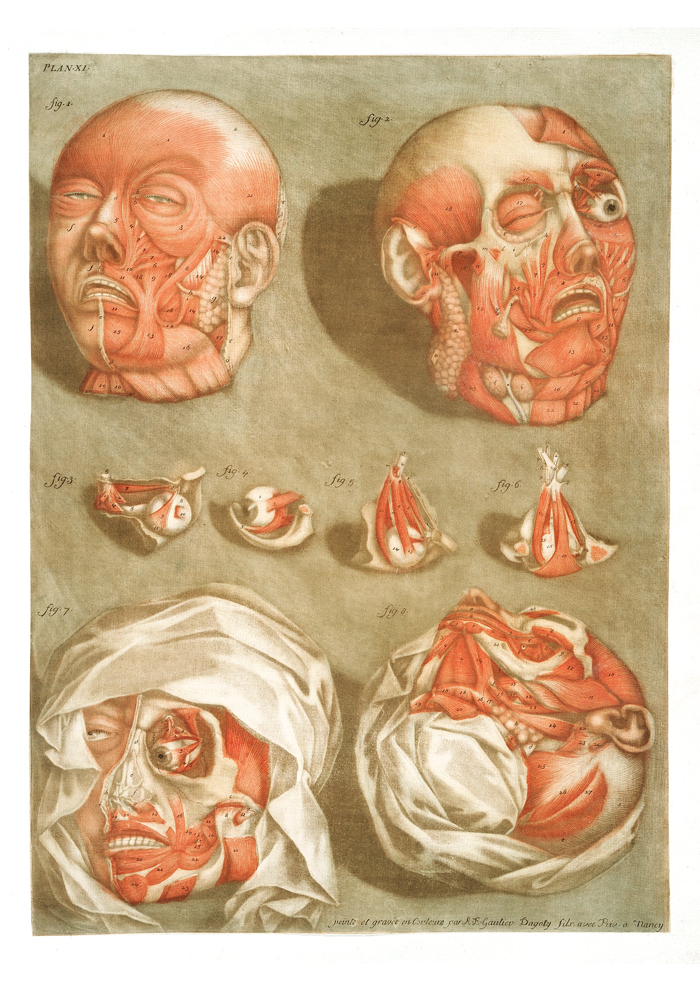 Vázlat füzet (A4) (Arnauld-Eloi Gautier-Dagoty - Anatomical illustration)