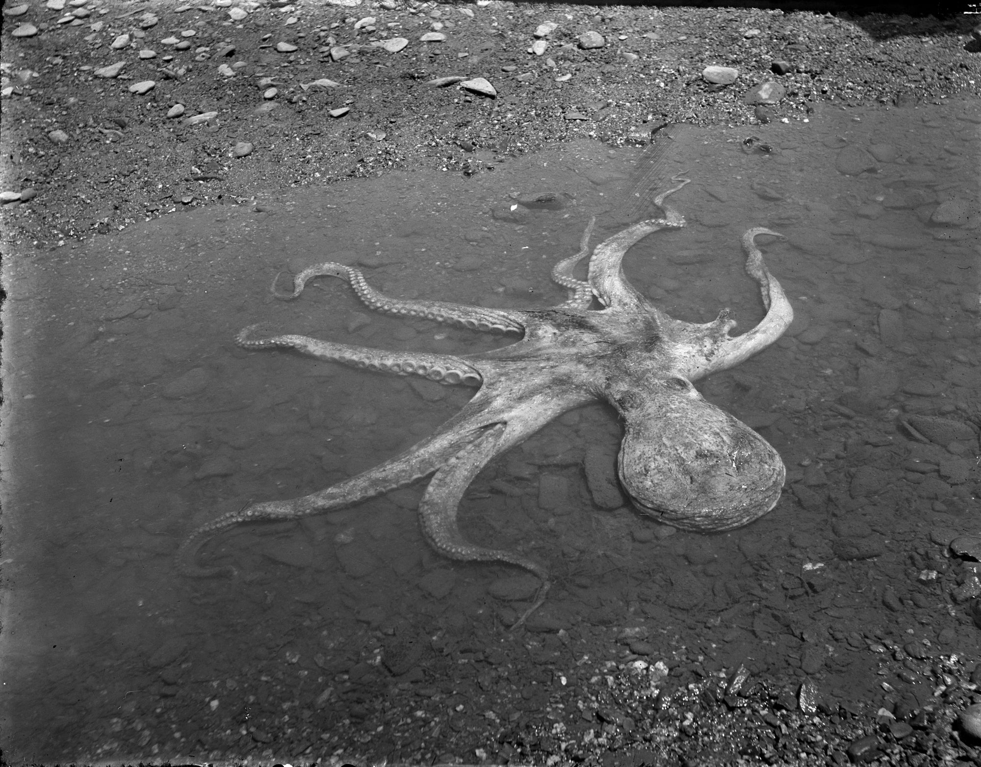 Oversized póló (Fred Brockett - Octopus)