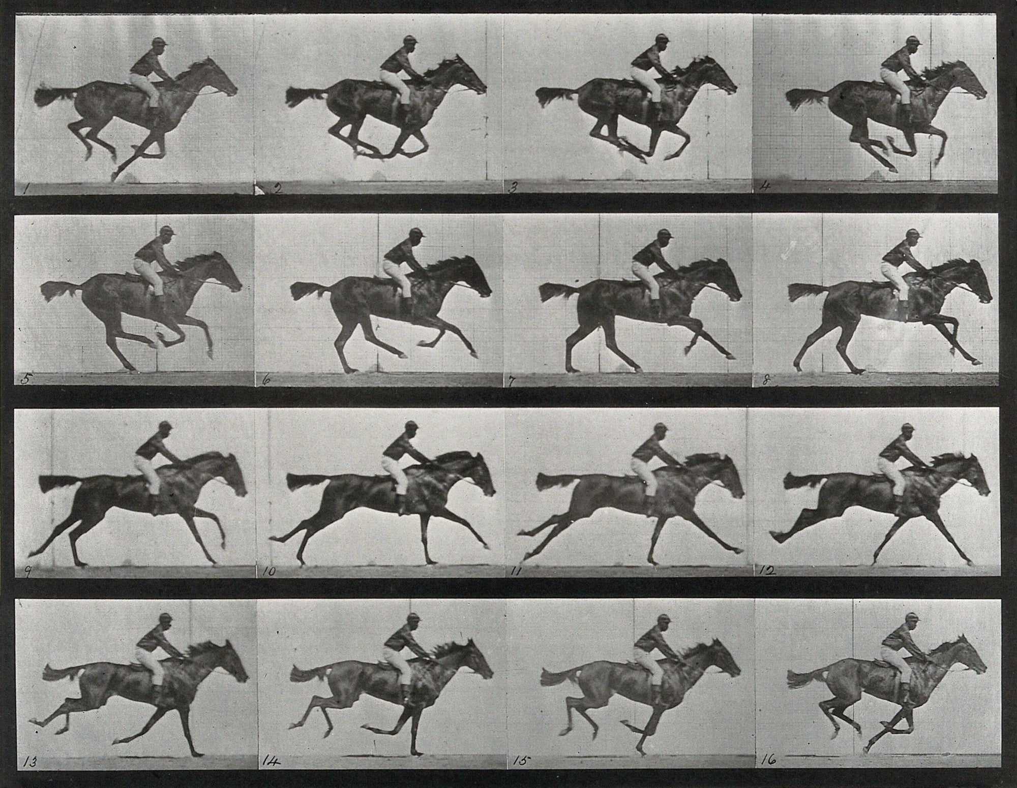Oversized póló (Eadweard Muybridge - Animal Locomotion)