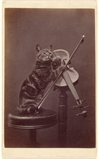 Oversized póló (Henry Pointer-Cat on a stool "playing" a violin)