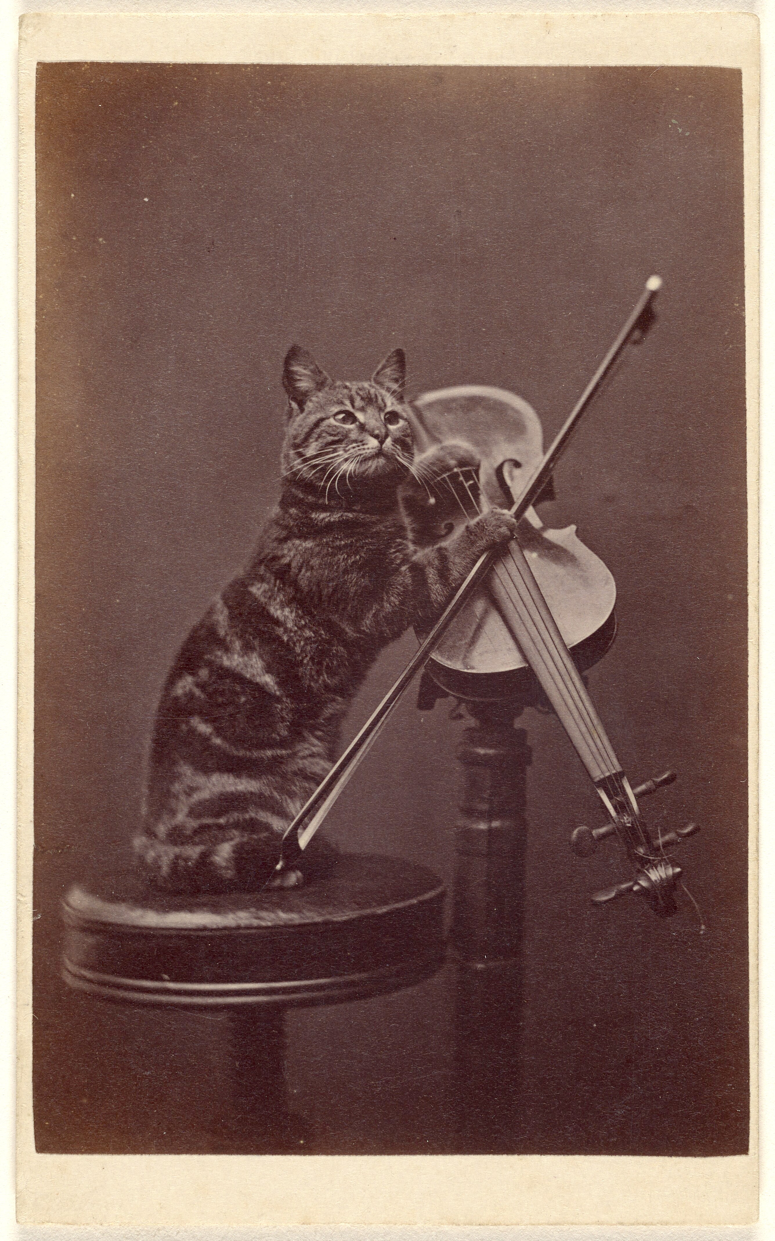Oversized póló (Henry Pointer-Cat on a stool "playing" a violin)