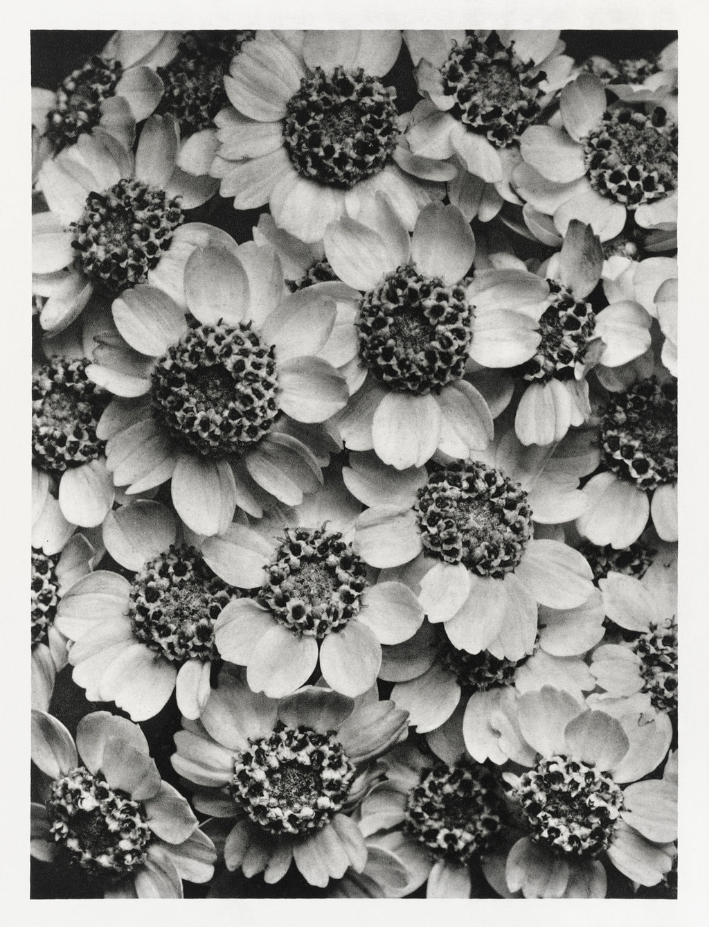 Női ujjatlan magasnyakú body (Karl Blossfeldt - Achillea Clypeolata)