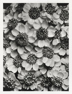 Női ujjatlan magasnyakú body (Karl Blossfeldt - Achillea Clypeolata)