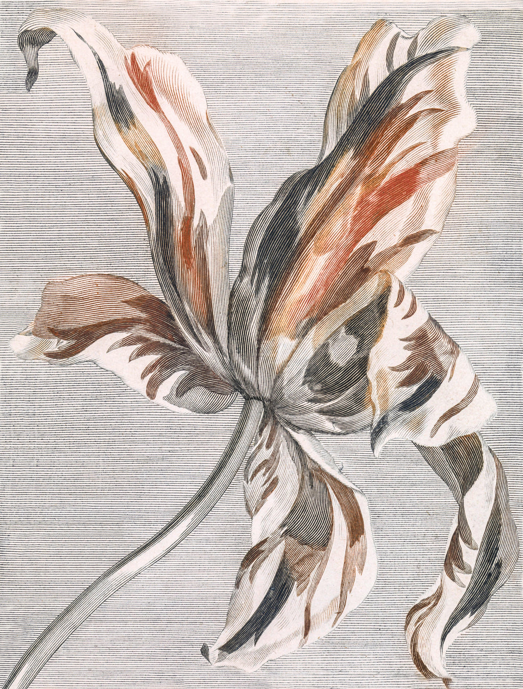 Hosszú női ruha (Johan Teyler - Print in three colours, of a tulip)