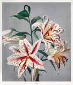 Hosszú női ruha (Kazumasa Ogawa - Oriental Lily)