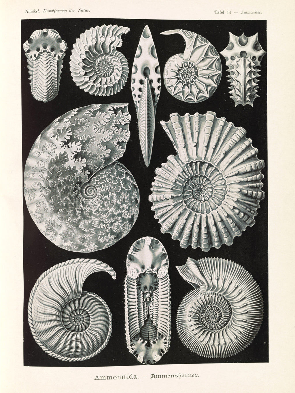 Polár takaró (Ernst Haeckel - Extinct Fossil Ammonites, Ammonitida)