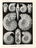 Polár takaró (Ernst Haeckel - Extinct Fossil Ammonites, Ammonitida)