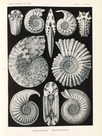 Polár takaró (Ernst Haeckel - Extinct Fossil Ammonites, Ammonitida)