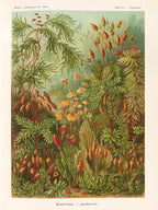 Polár takaró (Ernst Haeckel - Mosses, Muscinae)
