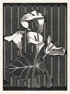 Polár takaró (Samuel Jessurun de Mesquita - Calla Lilies)