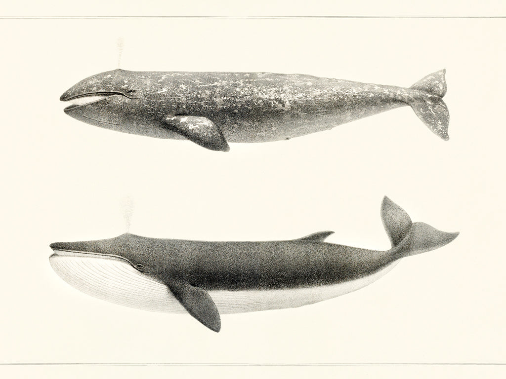 Polár takaró (Charles Melville Scammon - Whale comparison)