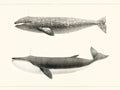 Polár takaró (Charles Melville Scammon - Whale comparison)