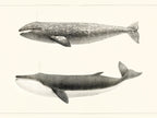 Polár takaró (Charles Melville Scammon - Whale comparison)