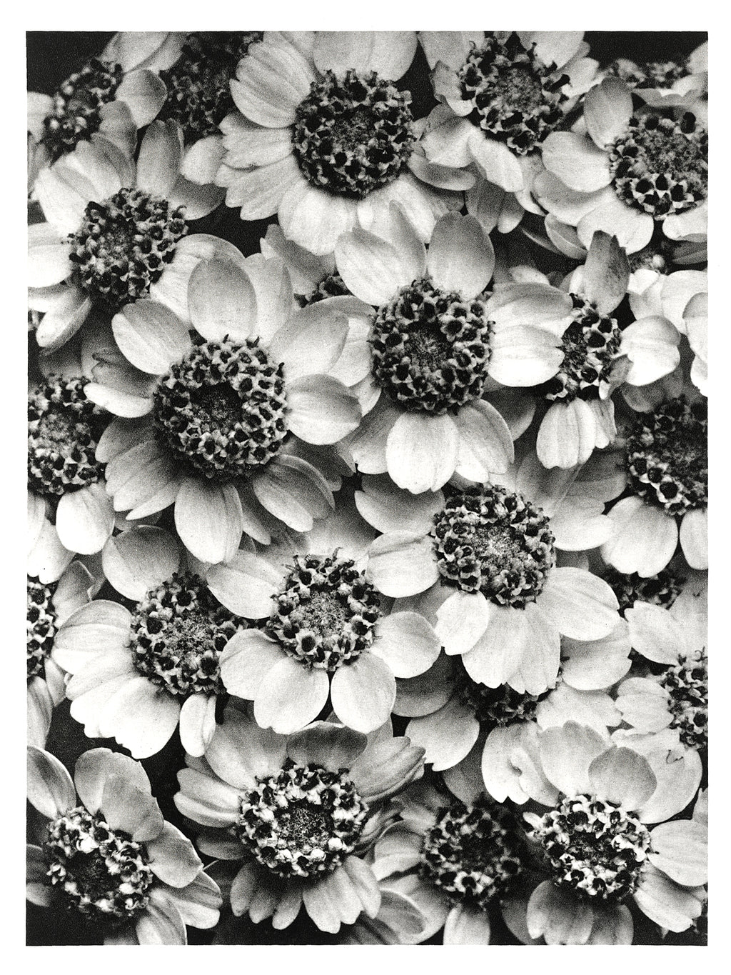 Polár takaró (Karl Blossfeldt - Achillea Clypeolata)