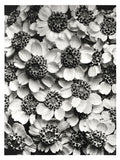 Polár takaró (Karl Blossfeldt - Achillea Clypeolata)
