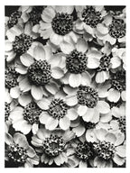 Polár takaró (Karl Blossfeldt - Achillea Clypeolata)