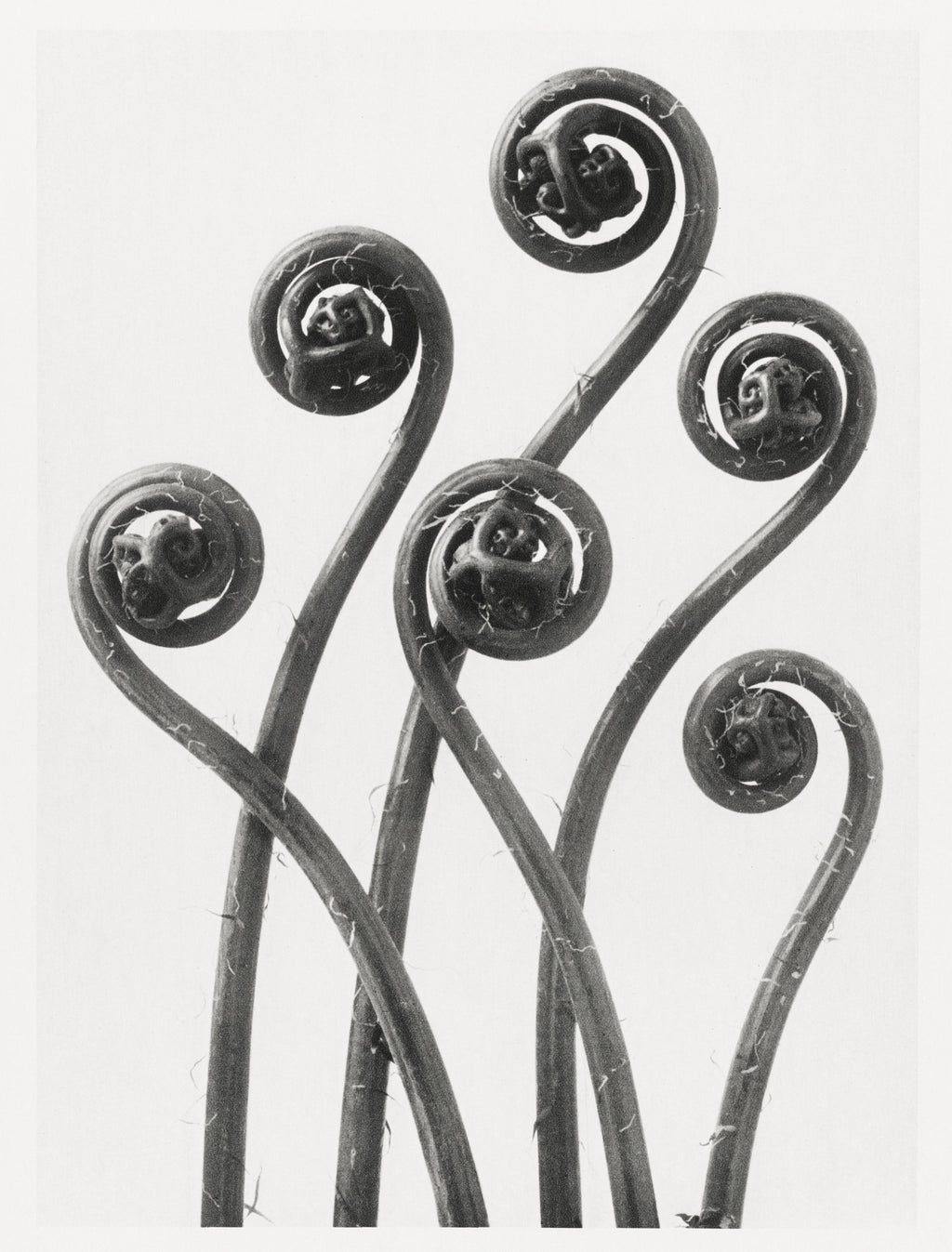 Fehér vászontáska fekete fogantyúval (Karl Blossfeldt - American Maiden Hair Fern)