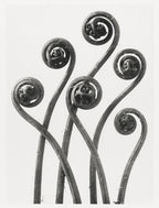 Fehér vászontáska fekete fogantyúval (Karl Blossfeldt - American Maiden Hair Fern)