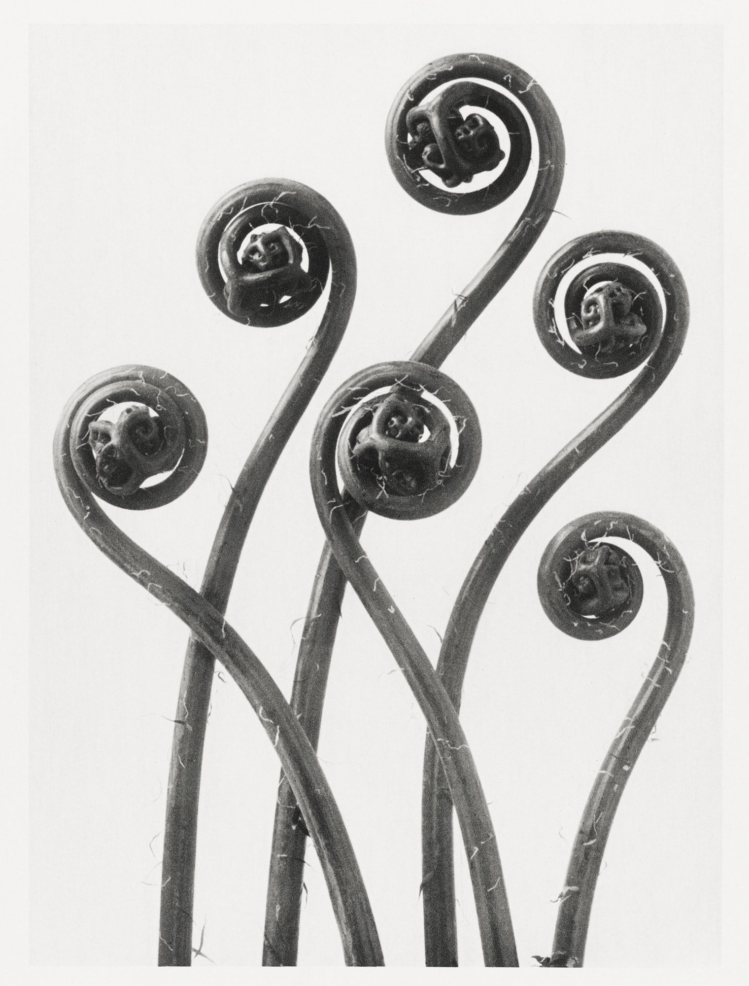 Fehér vászontáska fekete fogantyúval (Karl Blossfeldt - American Maiden Hair Fern)