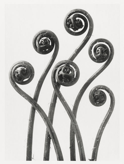 Fehér vászontáska fekete fogantyúval (Karl Blossfeldt - Adiantum pedatum)
