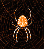 Női trikó (Julie de Graag - Spider in web)