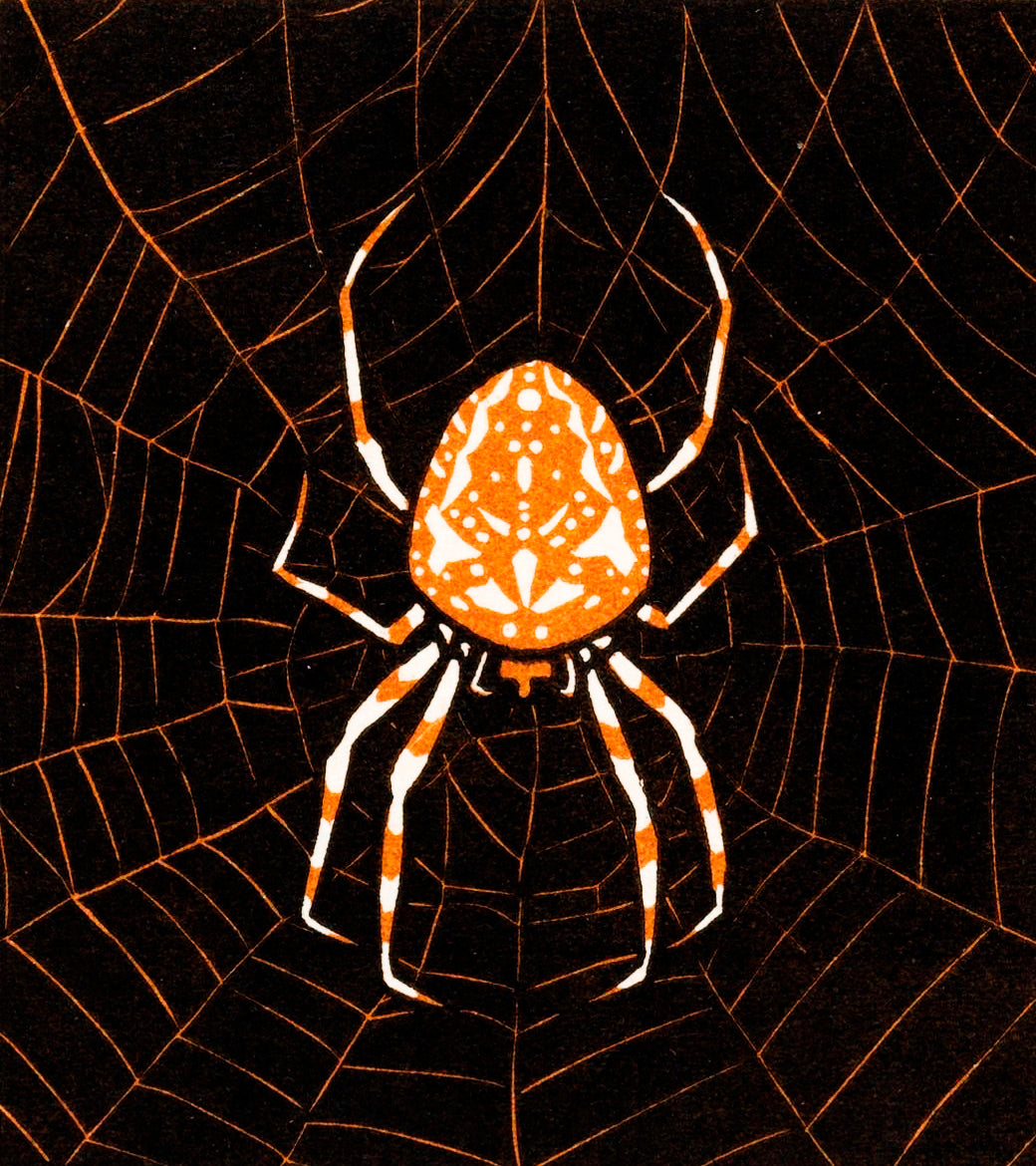 Női trikó (Julie de Graag - Spider in web)