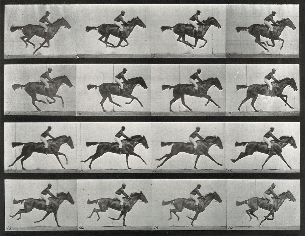 Női crop top ( Eadweard Muybridge - Animal Locomotion )