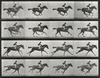 Női crop top ( Eadweard Muybridge - Animal Locomotion )