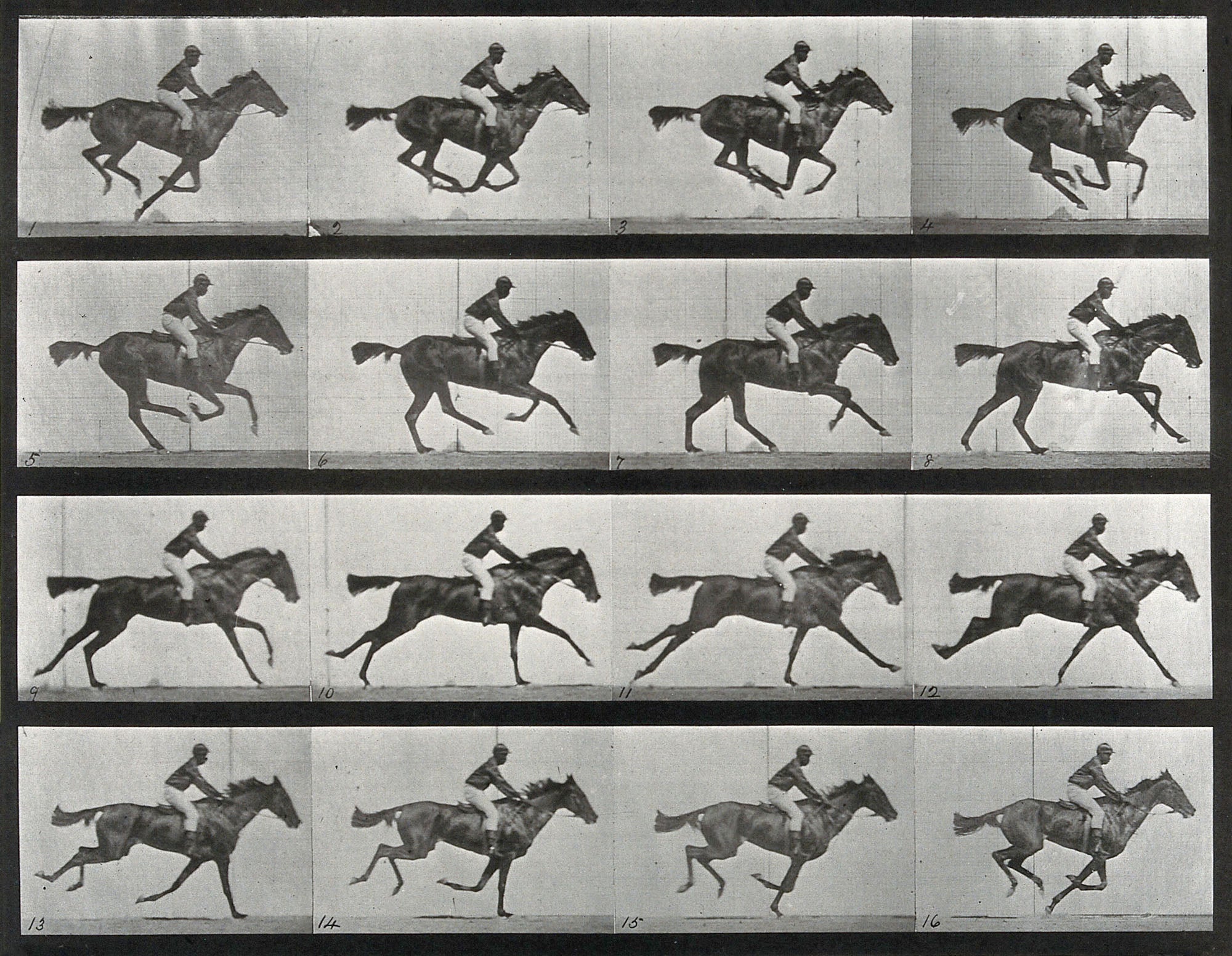 Női crop top ( Eadweard Muybridge - Animal Locomotion )
