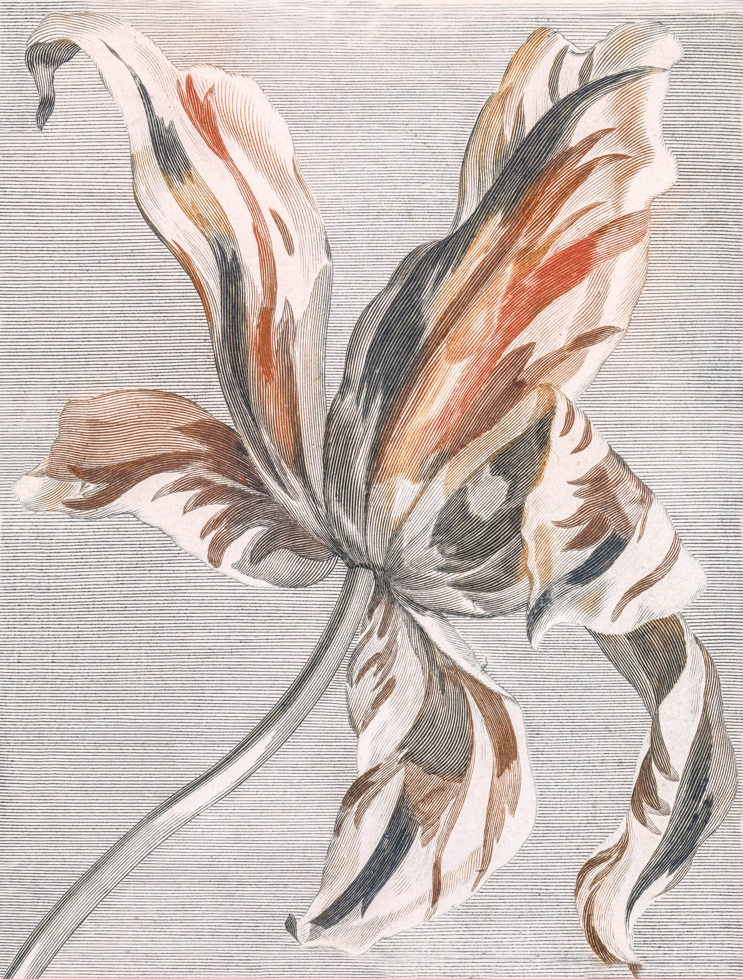 Modern stílusú hátizsák laptop zsebbel (Johan Teyler - Print in three colours, of a tulip)