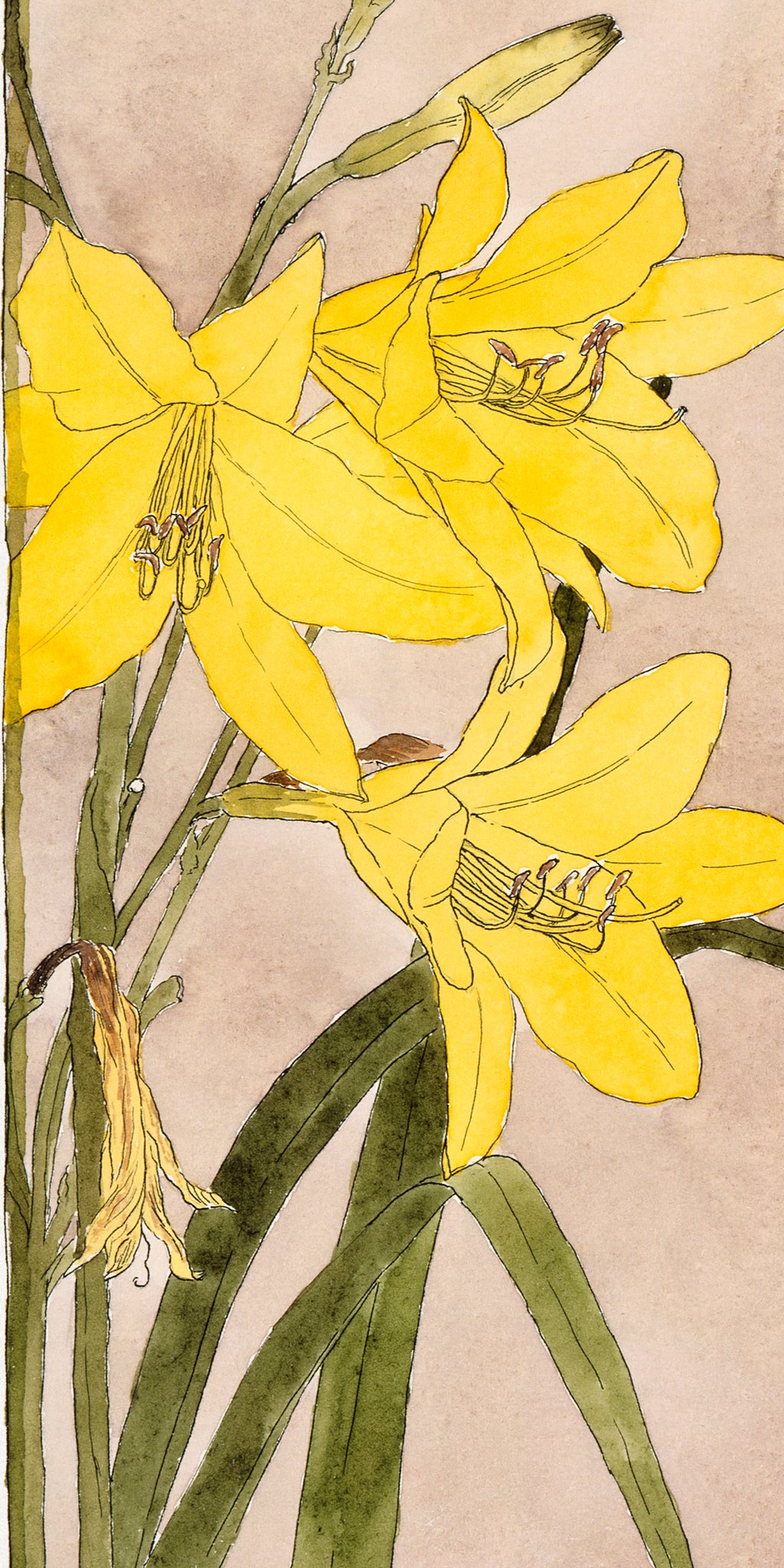 Törölköző (Hannah Borger Overbeck - Yellow Daylily)