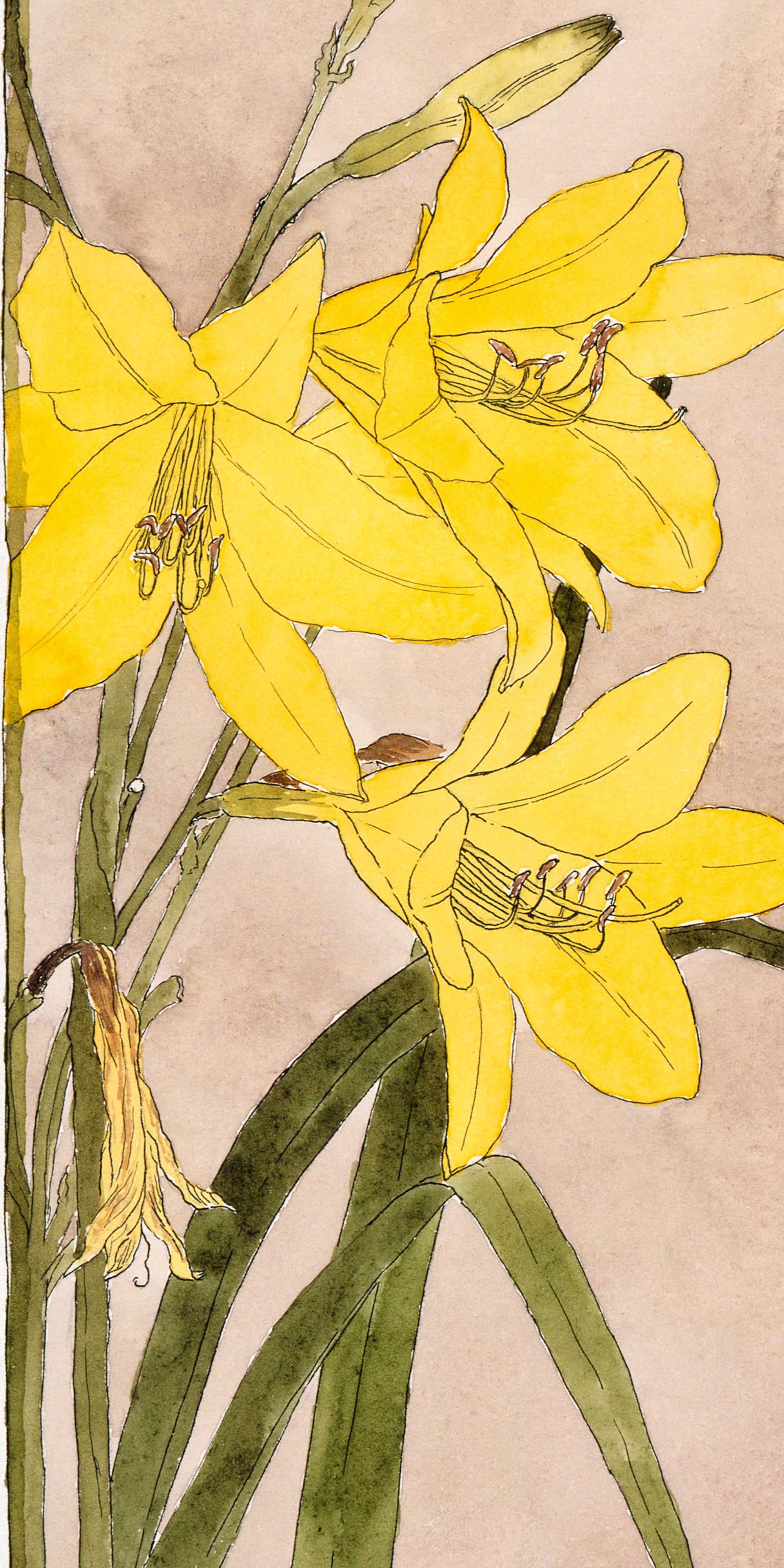 Törölköző (Hannah Borger Overbeck - Yellow Daylily)