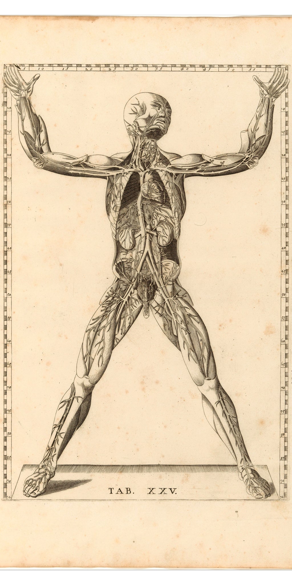 Törölköző (Bartolomeo Eustachio - Tabulae Anatomicae)