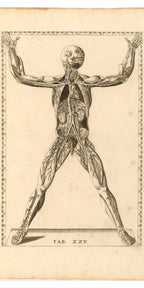 Törölköző (Bartolomeo Eustachio - Tabulae Anatomicae)