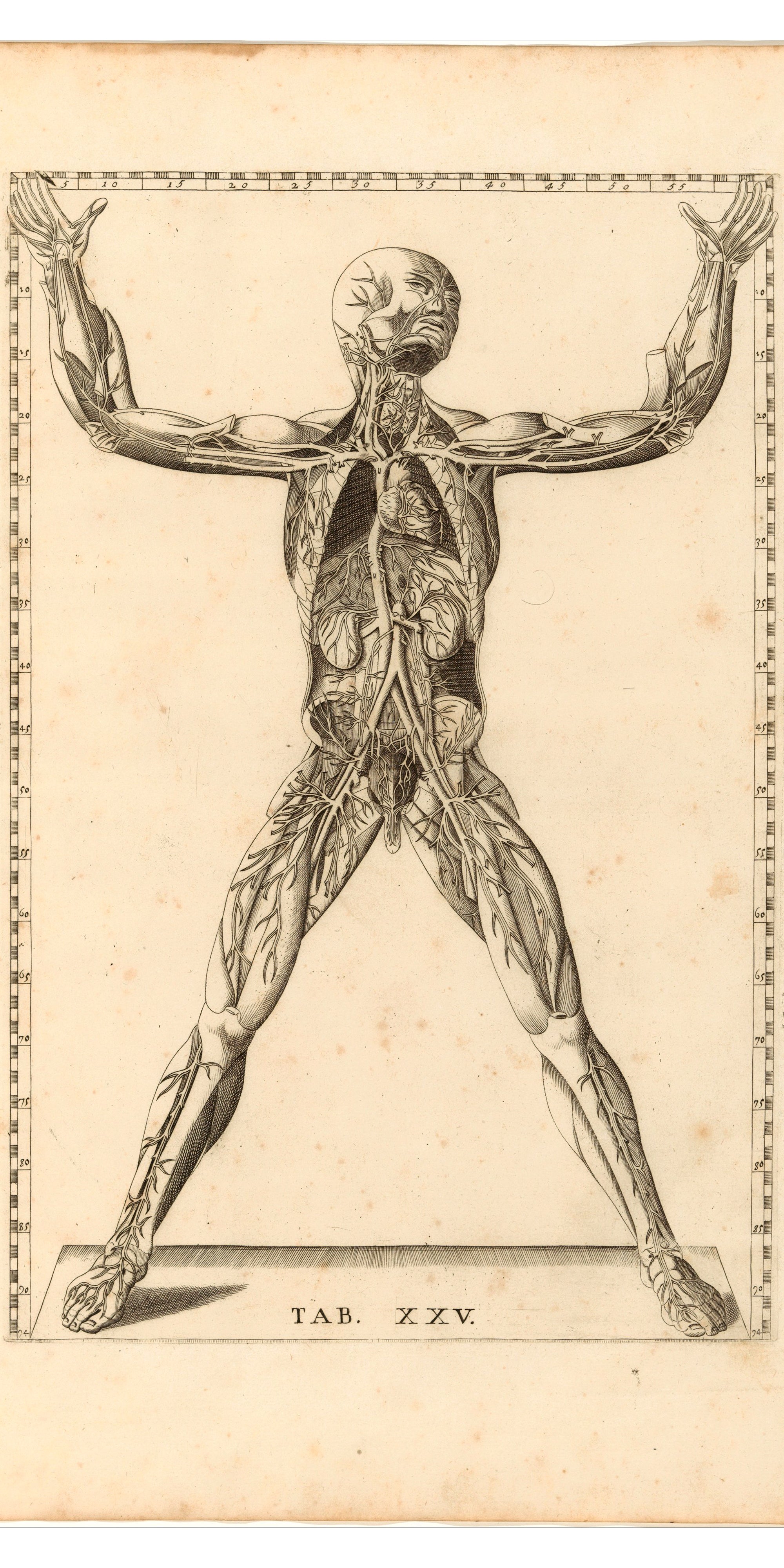 Törölköző (Bartolomeo Eustachio - Tabulae Anatomicae)