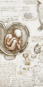 Törölköző (Leonardo Da Vinci - The Fetus In The Womb)