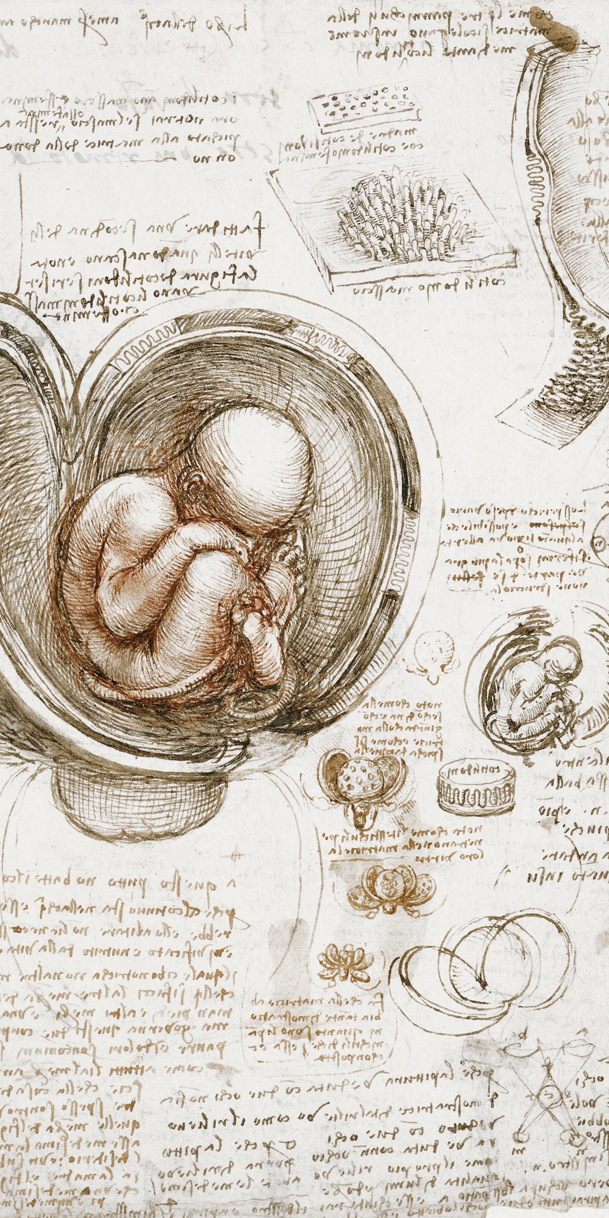 Törölköző (Leonardo Da Vinci - The Fetus In The Womb)