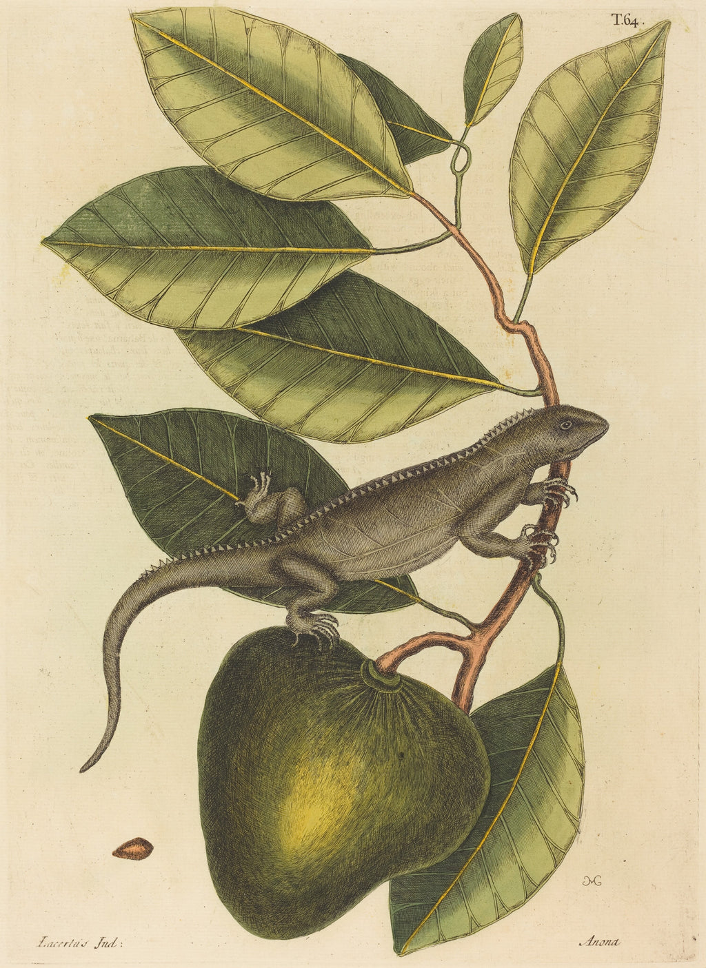 Női ujjatlan magasnyakú body (Mark Catesby- The Guana (Lacerta Iguana))
