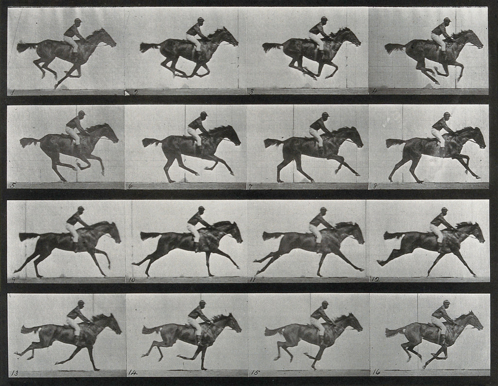 Oversized póló (Eadweard Muybridge - Animal Locomotion)