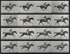 Oversized póló (Eadweard Muybridge - Animal Locomotion)