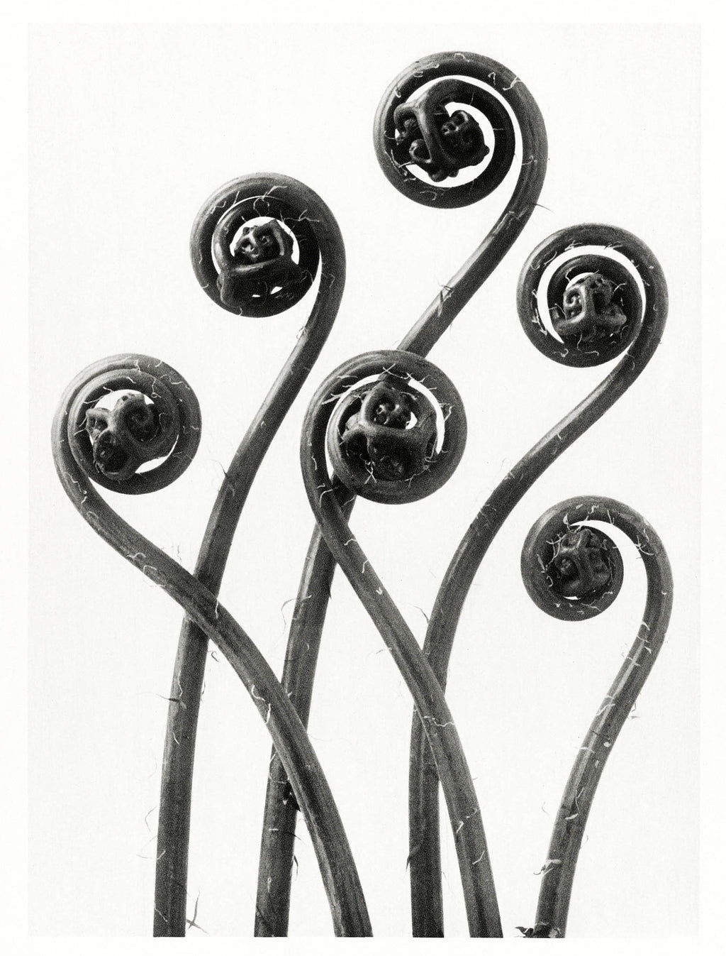 Hosszú női ruha ( Karl Blossfeldt - Adiantum pedatum )